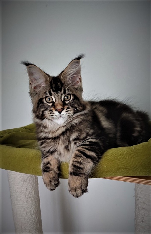 Hollywood Monterini - Kitten maine-coon 3 months 1.5 week