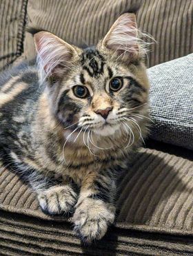 Hollywood Monterini - Kitten maine-coon 5 months 1.5 week