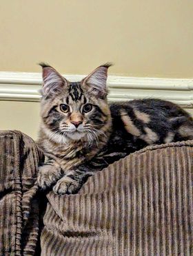 Hollywood Monterini - Kitten maine-coon 5 months 1.5 week