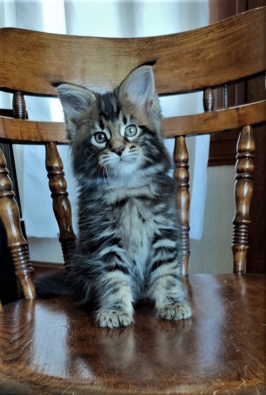Hollywood Monterini - Kitten maine-coon 2 months