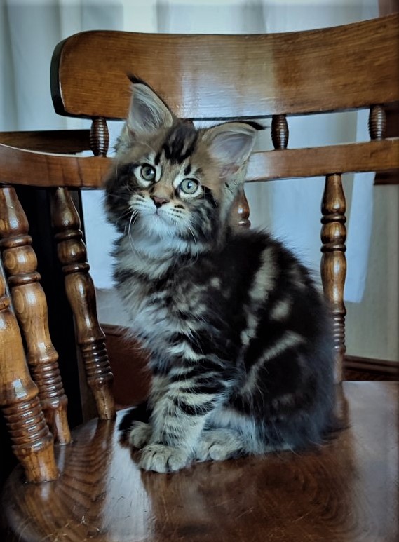 Hollywood Monterini - Kitten maine-coon 2 months