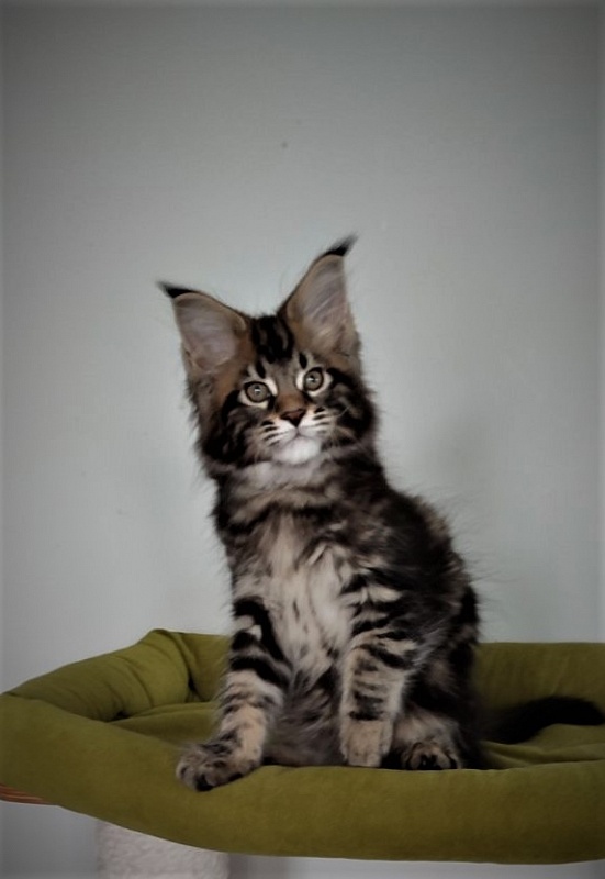 Hollywood Monterini - Kitten maine-coon 2.5 months