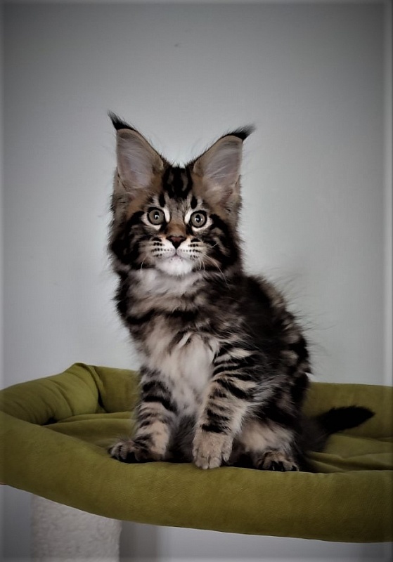Hollywood Monterini - Kitten maine-coon 2.5 months