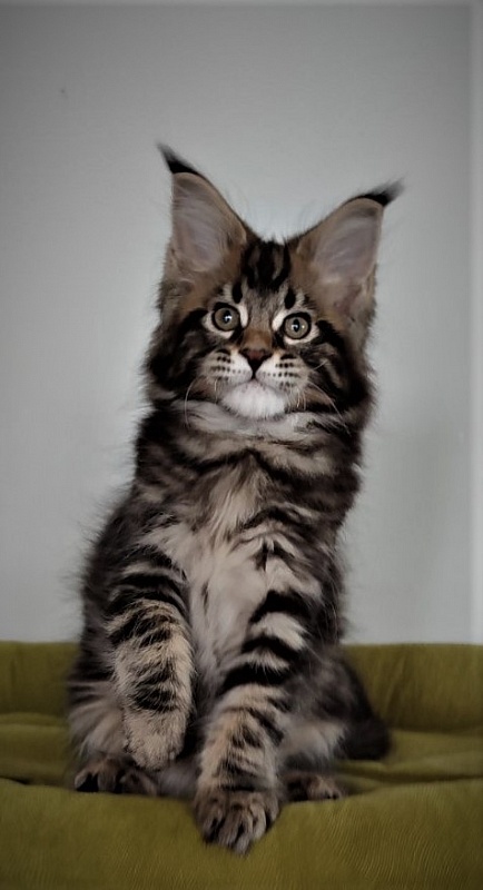 Hollywood Monterini - Kitten maine-coon 2.5 months