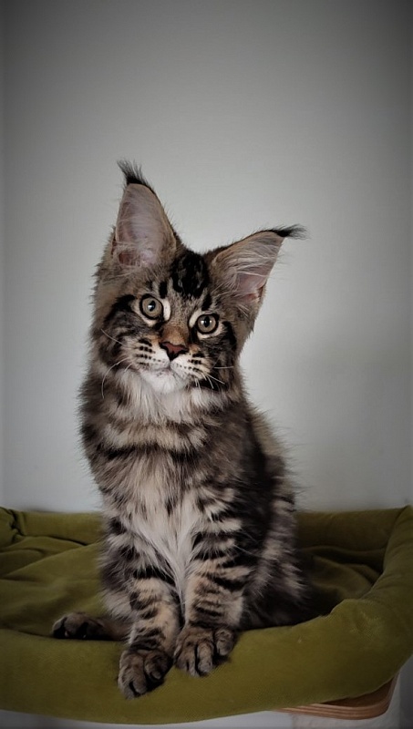 Hollywood Monterini - Kitten maine-coon 3 months 1.5 week