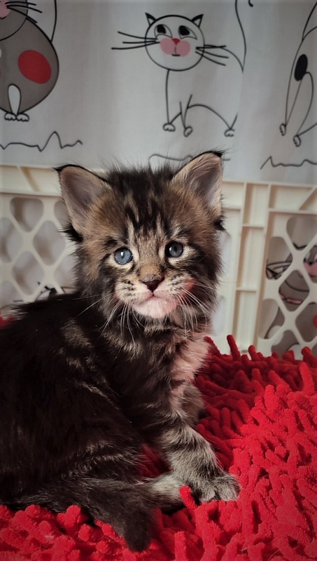 Hickory Monterini - Kitten maine-coon 3.5 weeks