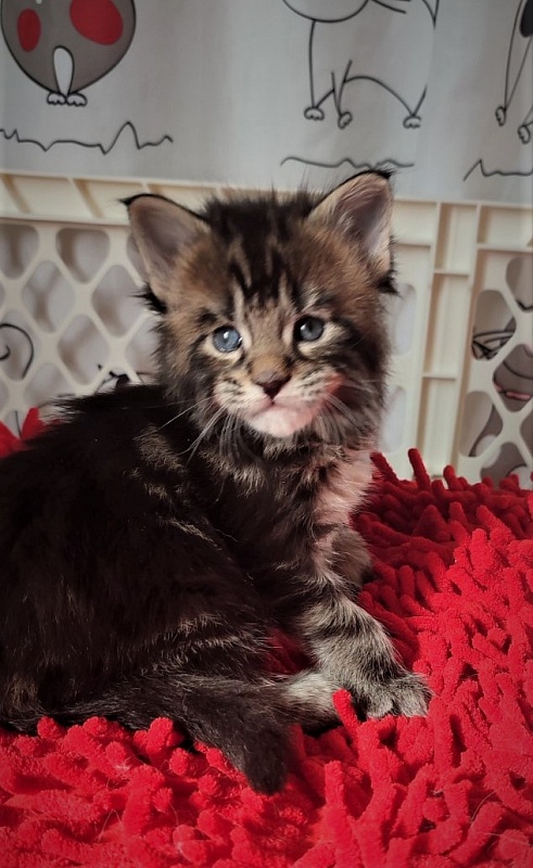 Hickory Monterini - Kitten maine-coon 3.5 weeks