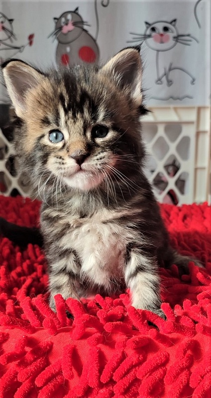Hickory Monterini - Kitten maine-coon 3.5 weeks
