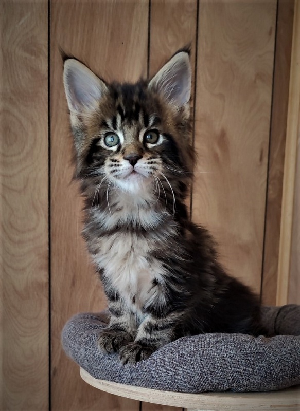 Hickory Monterini - Kitten maine-coon 1 month 2 weeks