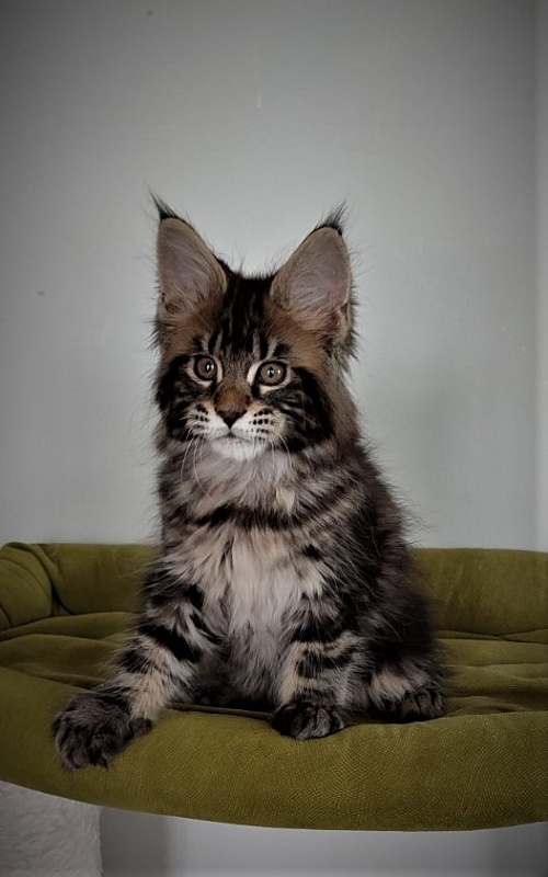 Hickory Monterini - Kitten maine-coon 2.5 months