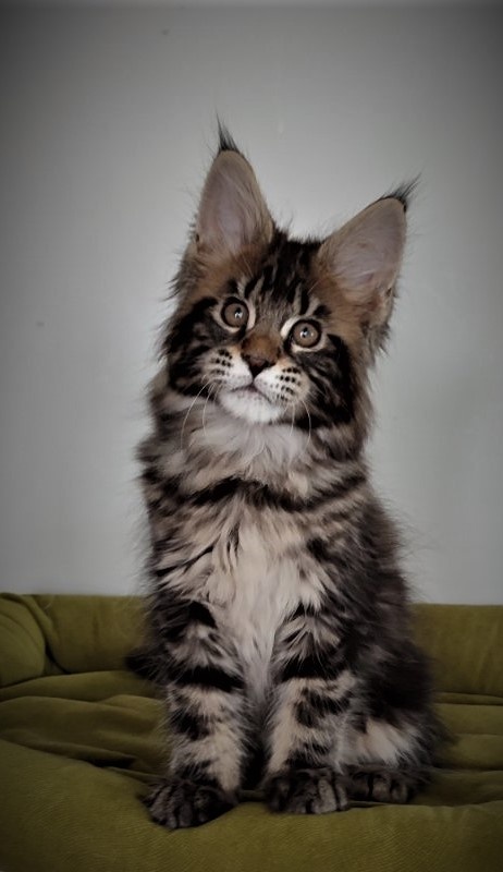 Hickory Monterini - Kitten maine-coon 2.5 months