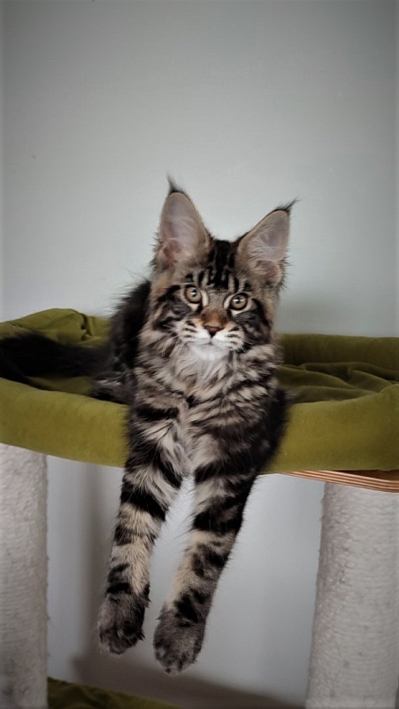 Hickory Monterini - Kitten maine-coon 3 months 1.5 week