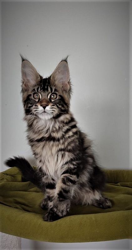 Hickory Monterini - Kitten maine-coon 3 months 1.5 week