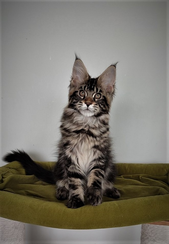 Hickory Monterini - Kitten maine-coon 3 months 1.5 week