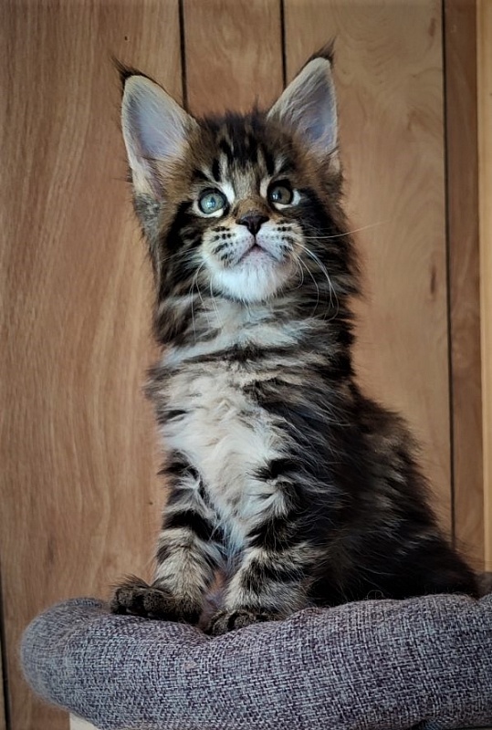 Hickory Monterini - Kitten maine-coon 1 month 2 weeks