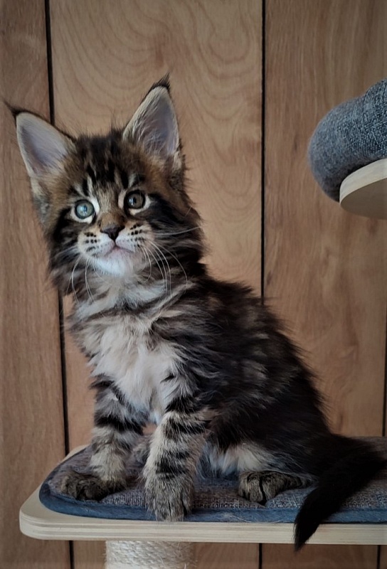 Hickory Monterini - Kitten maine-coon 1 month 2 weeks