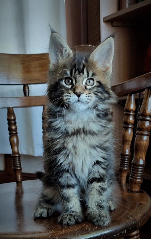 Hickory Monterini - Kitten maine-coon 2 months