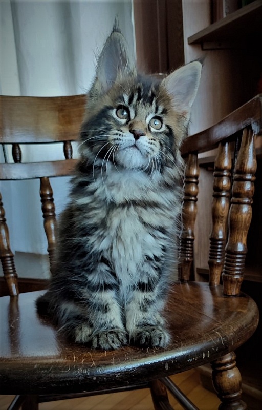 Hickory Monterini - Kitten maine-coon 2 months
