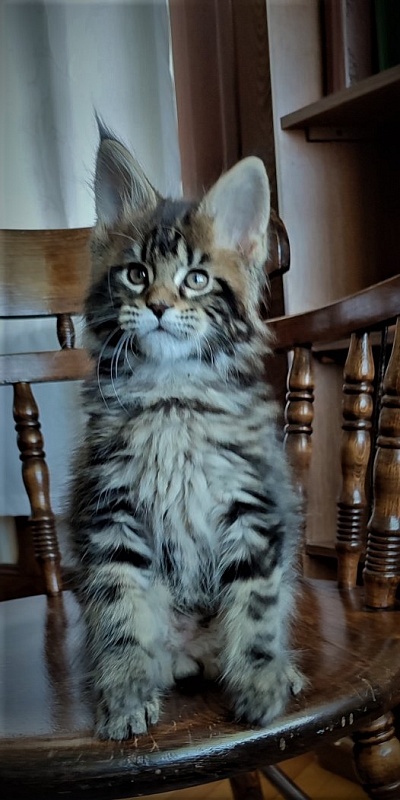 Hickory Monterini - Kitten maine-coon 2 months
