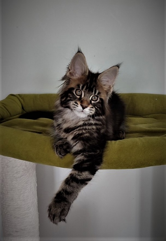 Hickory Monterini - Kitten maine-coon 2.5 months