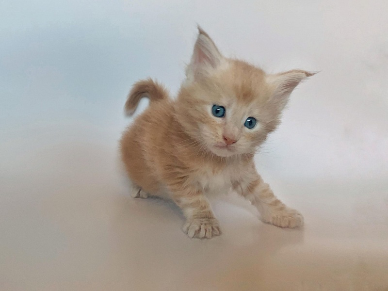 Ginger Monterini - Кошеня мейн-кун 4 тижні