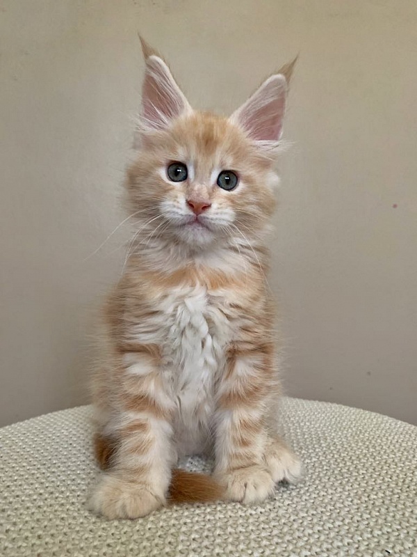 Ginger Monterini - Кошеня мейн-кун 2 місяця 1,5 тиждень