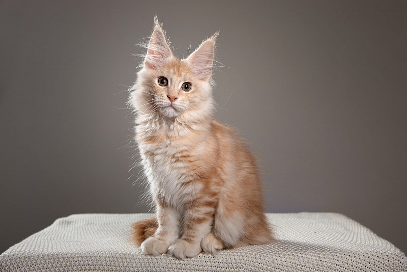 Ginger Monterini - Кошеня мейн-кун 3 місяця 2 тижні