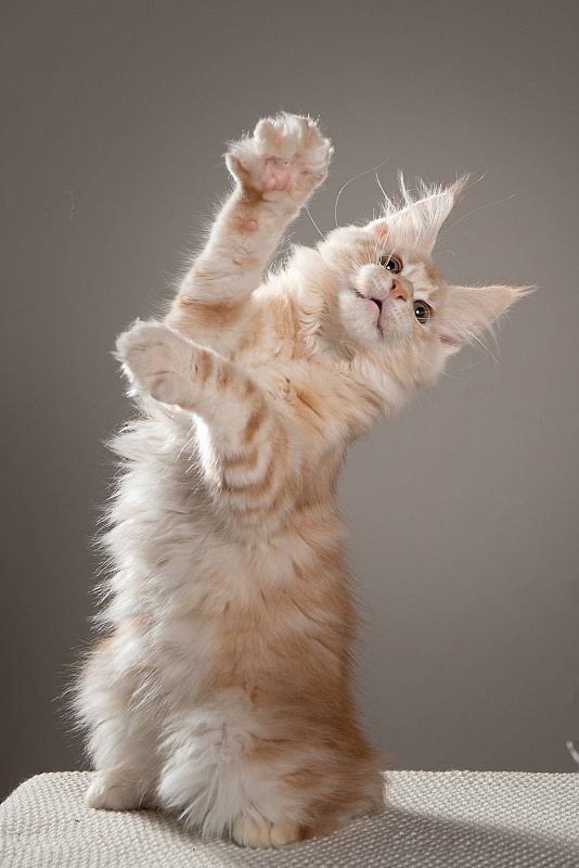 Ginger Monterini - Кошеня мейн-кун 3 місяця 2 тижні