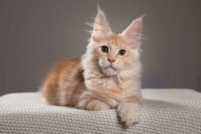 Ginger Monterini - Кошеня мейн-кун 3 місяця 2 тижні