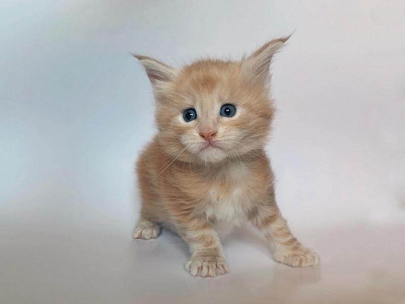 Ginger Monterini - Кошеня мейн-кун 4 тижні