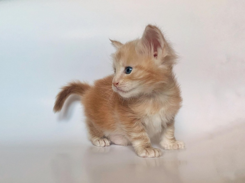 Ginger Monterini - Кошеня мейн-кун 4 тижні