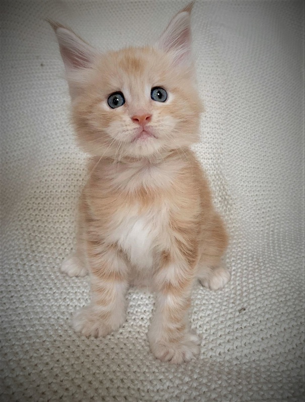 Ginger Monterini - Кошеня мейн-кун 1 місяць 1 тиждень