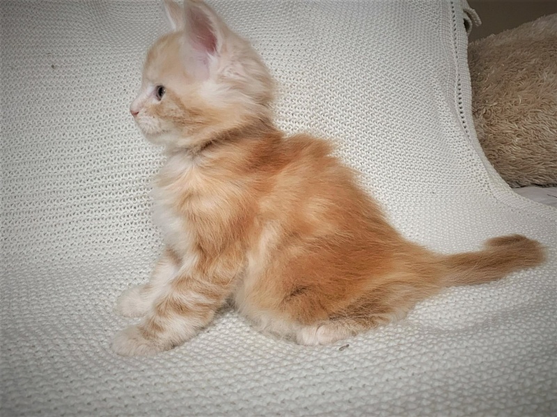 Ginger Monterini - Кошеня мейн-кун 1 місяць 1 тиждень