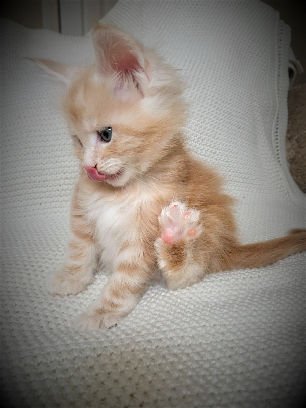 Ginger Monterini - Кошеня мейн-кун 1 місяць 1 тиждень