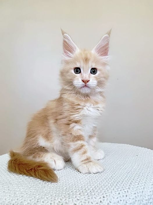 Ginger Monterini - Кошеня мейн-кун 2 місяця 1,5 тиждень