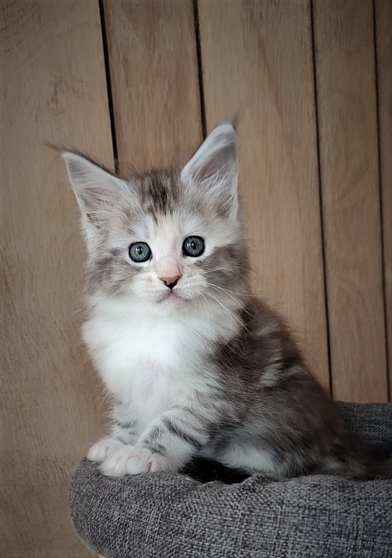 UA*Illuminatta Monterini - Kitten maine-coon 1 month 3 weeks