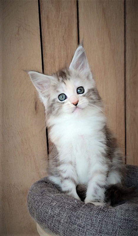 UA*Illuminatta Monterini - Kitten maine-coon 1 month 3 weeks