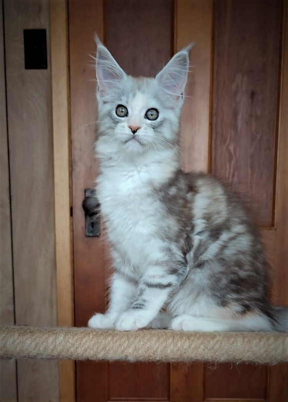 UA*Illuminatta Monterini - Kitten maine-coon 2 months 2 weeks