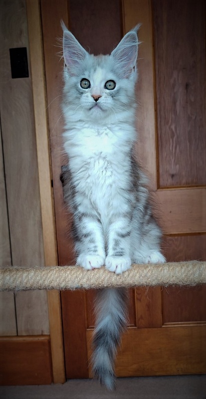 UA*Illuminatta Monterini - Kitten maine-coon 2 months 2 weeks
