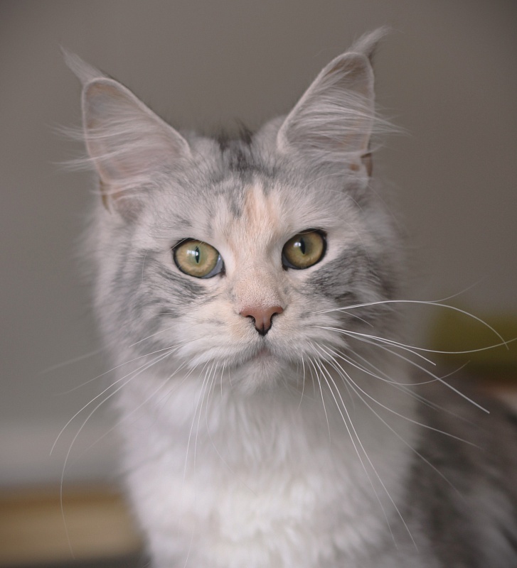 UA*Illuminatta Monterini - Junior maine-coon 9 months 1 week