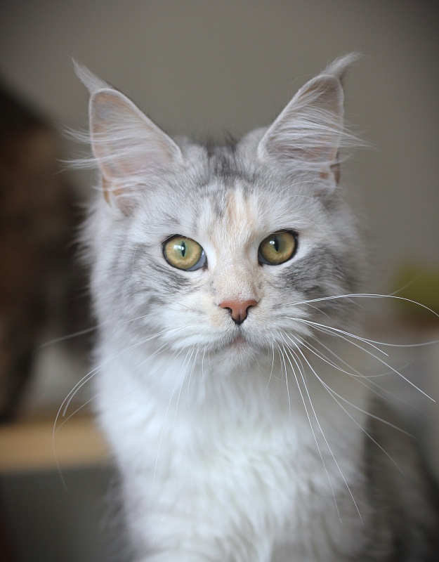 UA*Illuminatta Monterini - Junior maine-coon 9 months 1 week