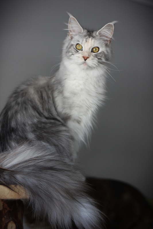 UA*Illuminatta Monterini - Junior maine-coon 9 months 1 week
