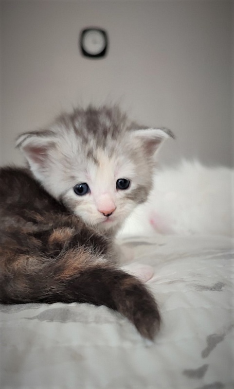 UA*Illuminatta Monterini - Kitten maine-coon 3 weeks