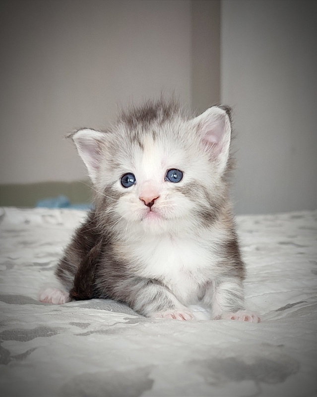 UA*Illuminatta Monterini - Kitten maine-coon 3 weeks