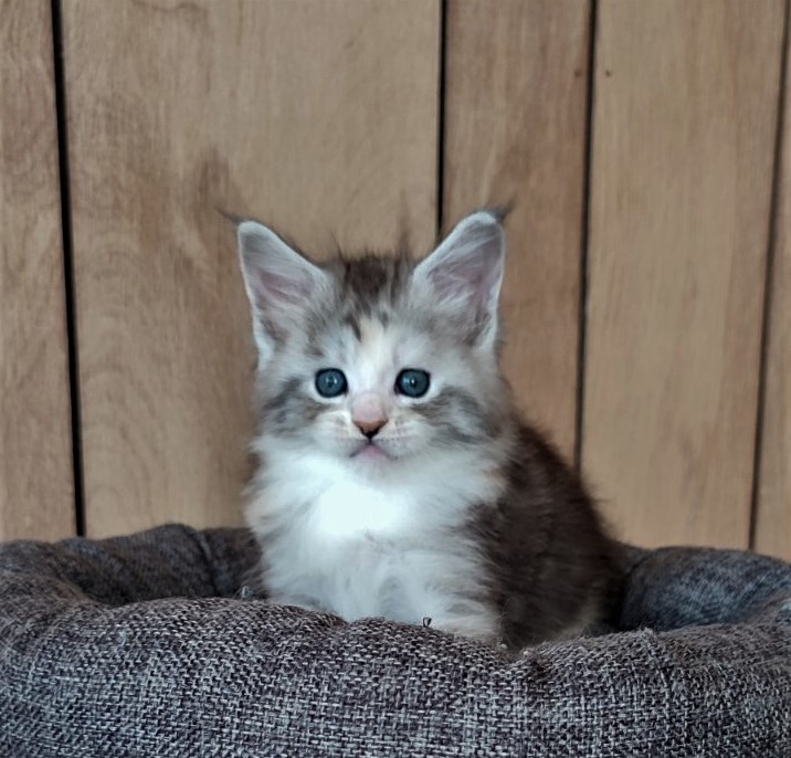 UA*Illuminatta Monterini - Kitten maine-coon 1 month 1 week