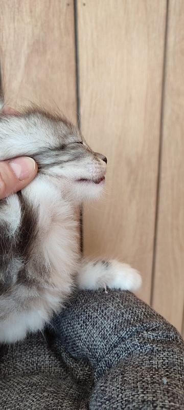 UA*Illuminatta Monterini - Kitten maine-coon 1 month 1 week