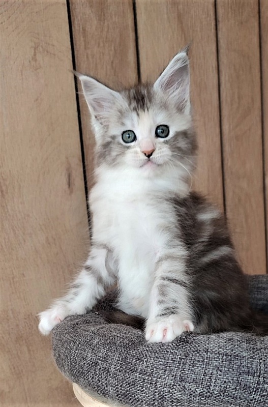 UA*Illuminatta Monterini - Kitten maine-coon 1 month 3 weeks