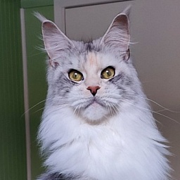 UA*Illuminatta Monterini