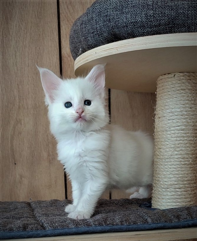 Inni Monterini - Kitten maine-coon 1 month 1 week
