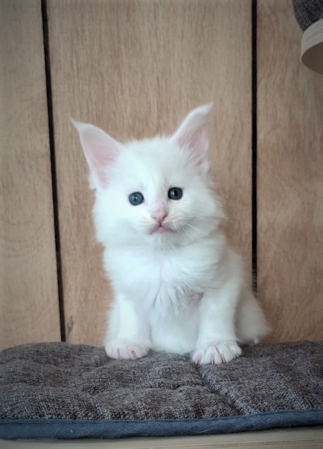Inni Monterini - Kitten maine-coon 1 month 1 week